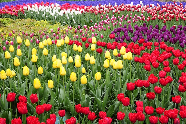 Tulips