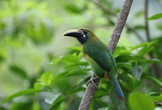 Costa Rica Bird