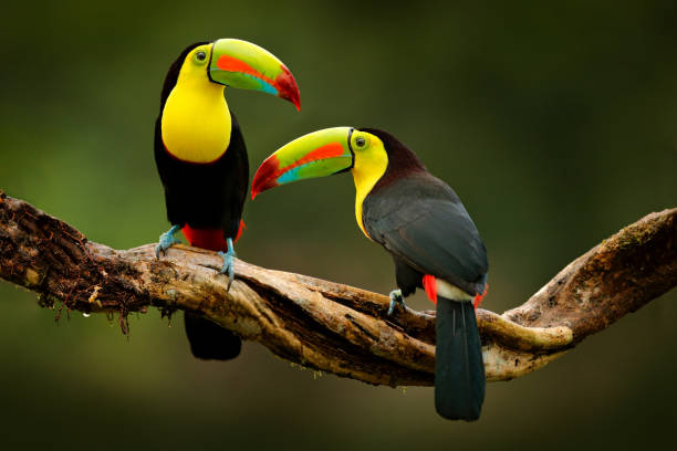 costa rica toucans