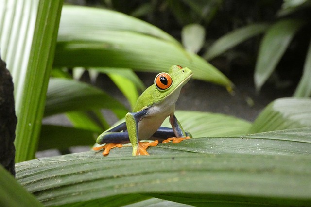 Costa Rica frog