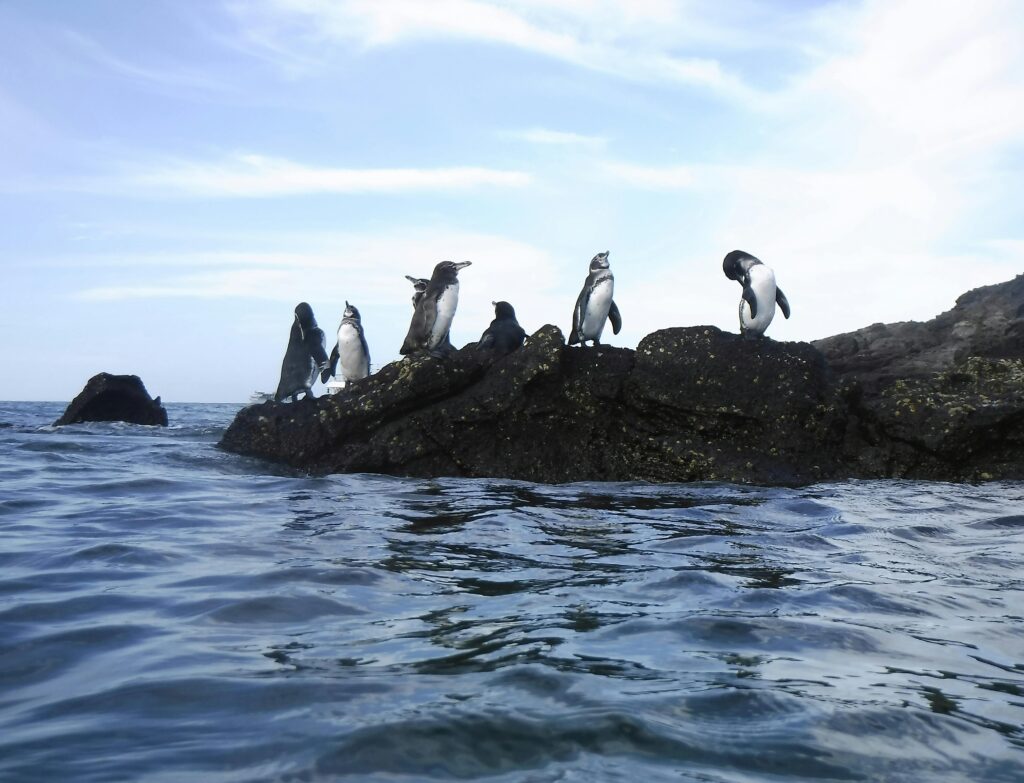 Galapagos Islands Birds