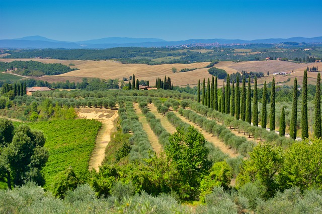 Tuscany Vista