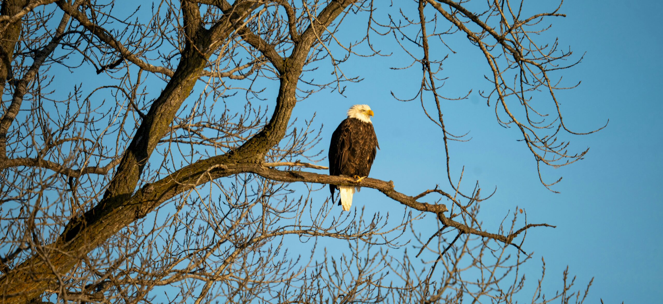 Bald Eagles Wintering in the Hudson Valley