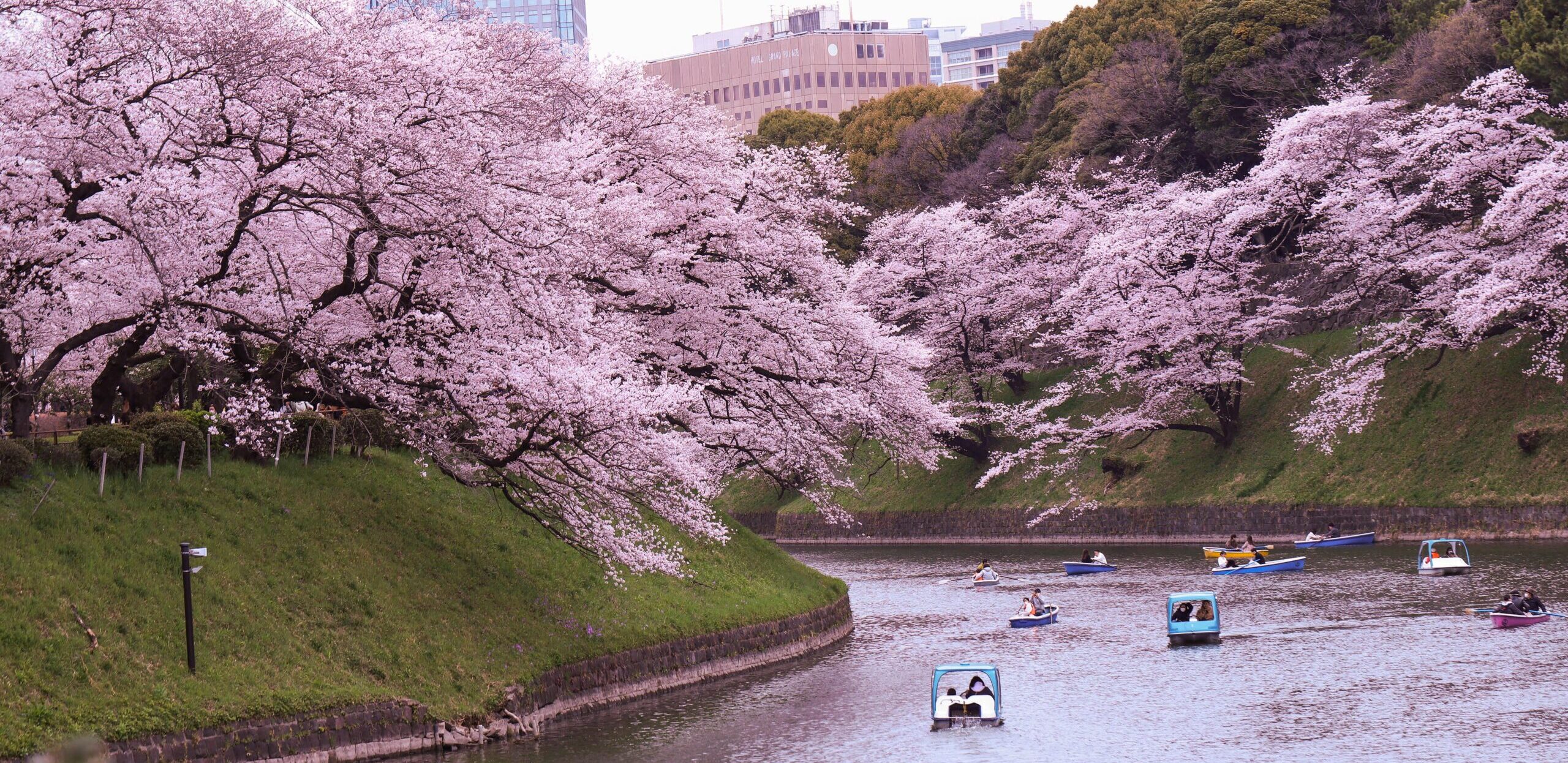 Tokyo in Spring: Travel Guide to Cherry Blossoms, Culture and Culinary Discovery