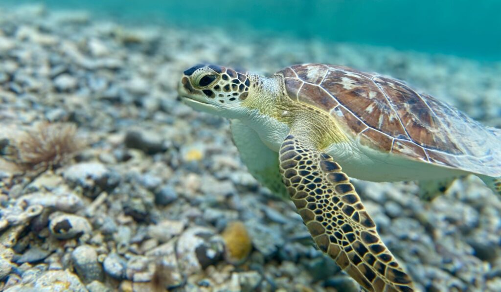 British Virgin Islands