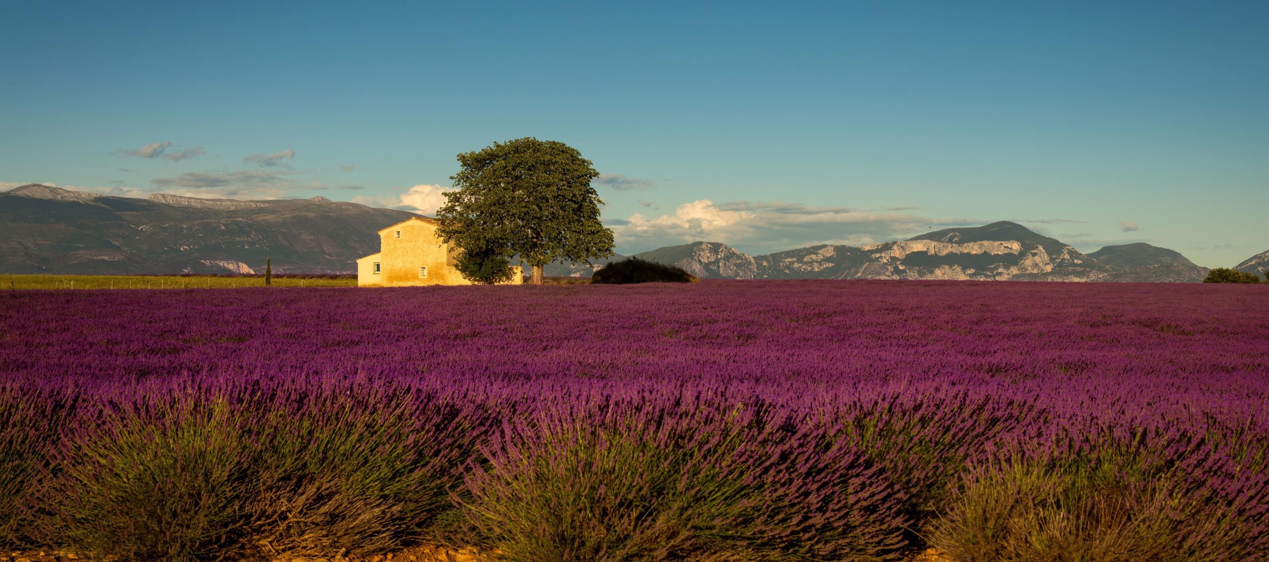 Spring in Provence: A Journey Through France’s Most Enchanting Season