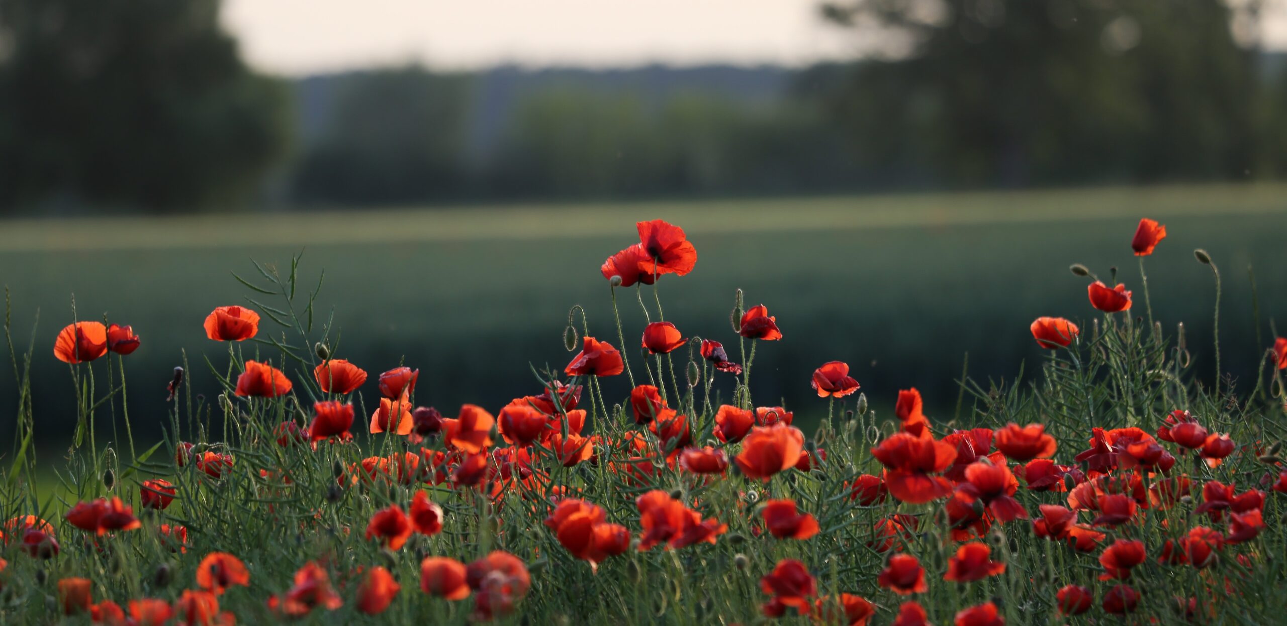 Spring in the USA: 5 Getaways that are perfect for a Long Weekend