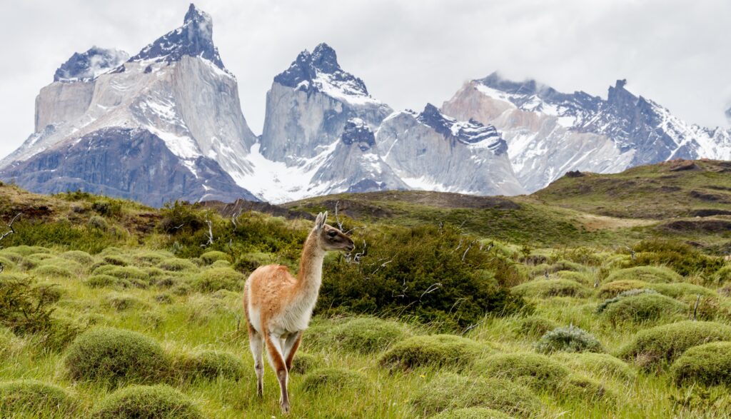 Patagonia